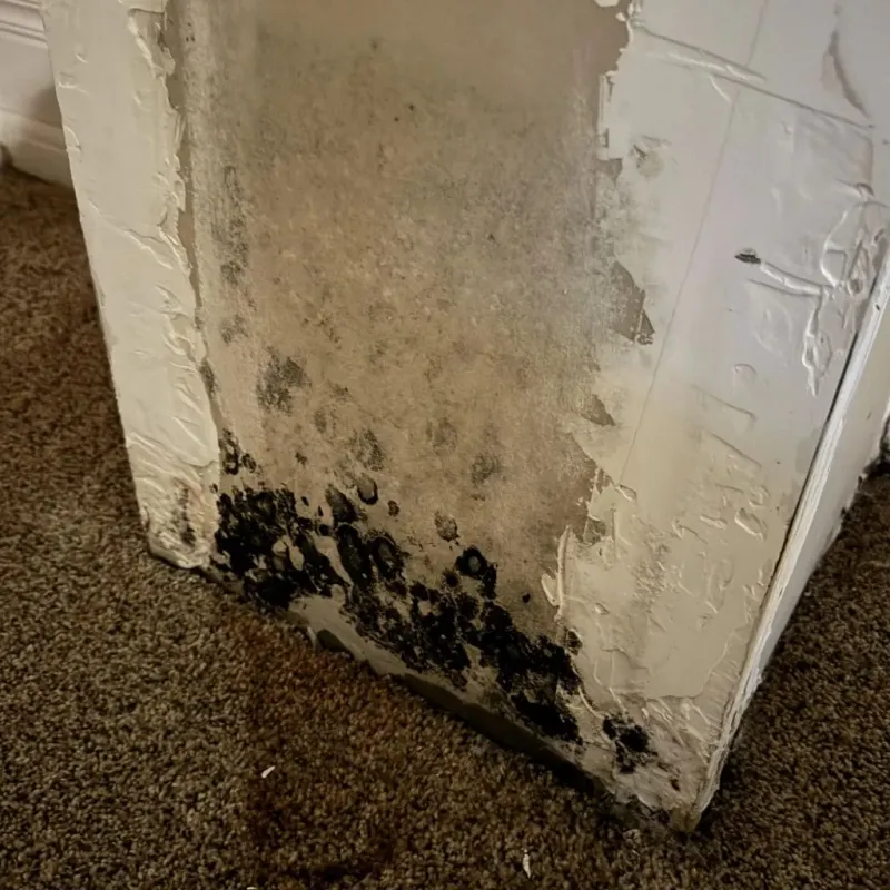 Professional Mold Removal in Haskell, TX